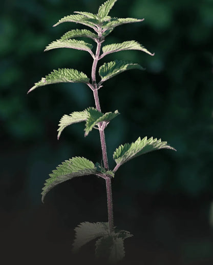 Protaflo
